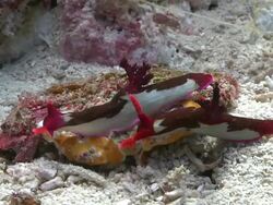Chamberlain's Nudibranch (Nembrotha chamberlaini), Southern Visayas, Philippines Stock Footage