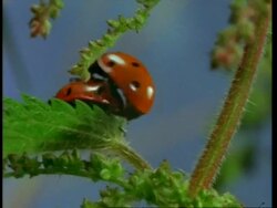 MS mating Ladybird beetles, United Kingdom Stock Footage