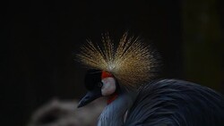 beautiful bird Crowned Crane in Thailand Stock Footage