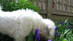 Cute little bichon frise enjoy outdoor Stock Footage