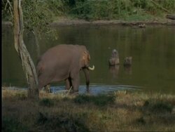 Elephant (Elephas maximus) entering water in Indian rainforest Stock Footage