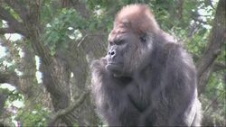Harpist soothes gorillas and orangutans with music at zoo News Clip