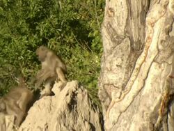 MS TU PAN Shot of chacma baboons foraging and interacting / Okavango Delta, North-West District, Botswana Stock Footage