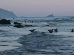 Sunset at Oregon beach Stock Footage