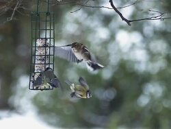 MS SLO MO Blue tits flying during winter / Vieux Pont, Normandy, France  Stock Footage