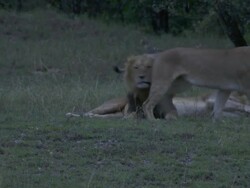 MS Lions and lioness laying in grass and yawning / Tanzania Stock Footage