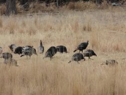 HD video flock wild turkeys in Max Nebraska Stock Footage