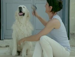 CU, Woman brushing Golden retriever, Saint Ferme, Gironde, France Stock Footage