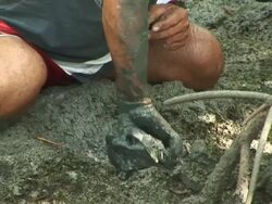 CU Man hunting crabs at mangrove / Ilha dos Lencois, Maranhao, Brazil Stock Footage