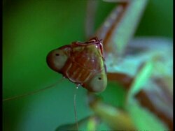 BCU Tilt down from upside-down head of female Praying Mantis (Sphodromantis lineata) to male during mating Stock Footage