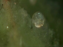 Cypris, freshwater ostracod, moving around on algae Stock Footage