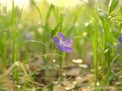 HD DOLLY: Temperate Flower Stock Footage