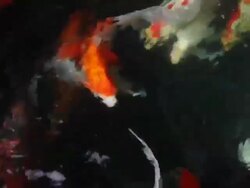 Koi fish Stock Footage