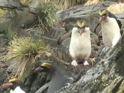 ZO, MS, Macaroni penguins (Eudyptes chrysolophus) hopping down rocky hillside, southern fur seal (Arctocephalus gazella) in background, South Georgia Island, Falkland Islands, British overseas territory Stock Footage