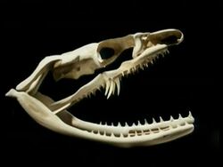 CU side view of snake skull, rear fanged skull against black background Stock Footage