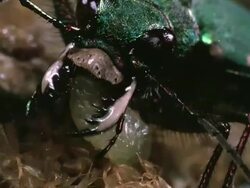 ZO, CU, Tiger beetle Stock Footage