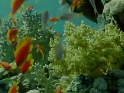 MS Coral reef with shoal of many different kinds of fish / Egypt Stock Footage