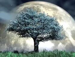 Solitary tree in front of the moon Stock Footage