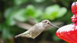 Three videos of real humming bird in 4K Stock Footage