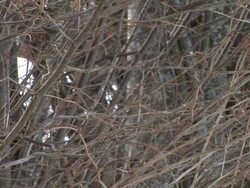 HD: Bare Tree Stock Footage