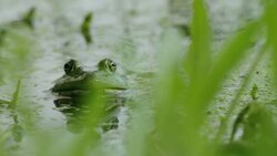 Frog in the water Stock Footage
