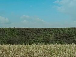 Ð¡amo scrim in the field Stock Footage
