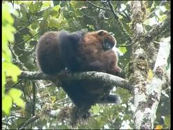 Red-fronted Brown Lemur Eulemur fulvus rufus Ranomafana National Park Stock Footage