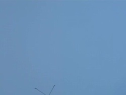 Monarch butterfly (Danaus plexippus) flying against blue screen, up and left through frame Stock Footage