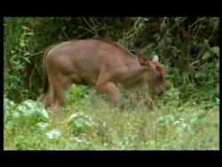 Gaur (Bos gaurus) calves, Nagarahole, Southern India Stock Footage
