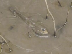 Mudskipper Stock Footage