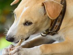 Dog chewing a bone Stock Footage
