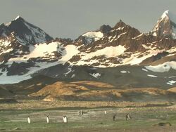 WS, King penguins (Aptenodytes patagonicus) and southern fur seals (Arctocephalus gazella) in rocky meadow, snowy mountains in background, South Georgia Island, Falkland Islands, British overseas territory Stock Footage