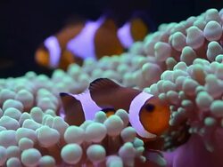 clown fish Stock Footage