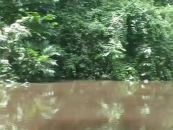 Tortuguero National Park view Stock Footage