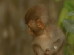 CU High angle, Baby Macaque monkey looking around, India Stock Footage