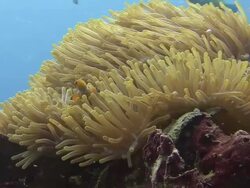 Clownfish Stock Footage