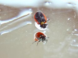 Ladybug trying to get up from wet mirror Stock Footage