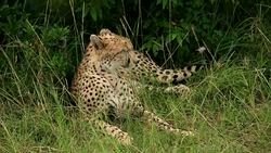 Cheetah Stock Footage