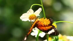 butterfly Stock Footage