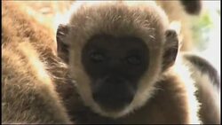 Brazil's largest monkey threatened by loss of habitat News Clip