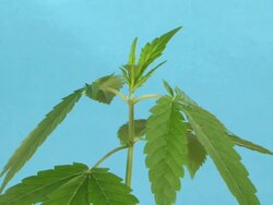 T/L cannabis plant Stock Footage