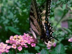 CU SLO MO Eastern Swallowtail butterfly on pink flower, flying away  / Morristown, New Jersey, USA Stock Footage