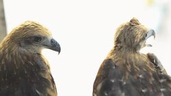 Brahminy kite chick are screaming Stock Footage