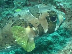 CU TS Shot of Short spine porcupine fish swimming / Matola, Maputo, Mozambique Stock Footage