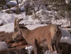 MS TS Female Desert Bighorn Sheep (Ovis canadensis nelsoni) leads her newborn baby after a snowstorm. /Utah, USA Stock Footage