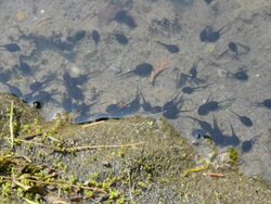 Tadpoles Stock Footage