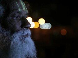 Close-up of a sage, Haridwar, Uttarakhand, India Stock Footage
