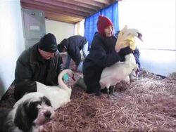 Frozen River Swan Rescue Stock Footage