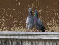 Pigeons (Columba livia) jostling, appearing to kiss on ledge, Padua, Italy (sound available) Stock Footage