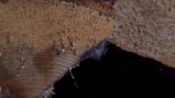 Stored wood Stock Footage